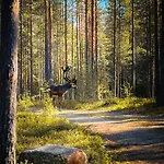 Sky - Sleeping Under The Stars - Private * Rovaniemi
