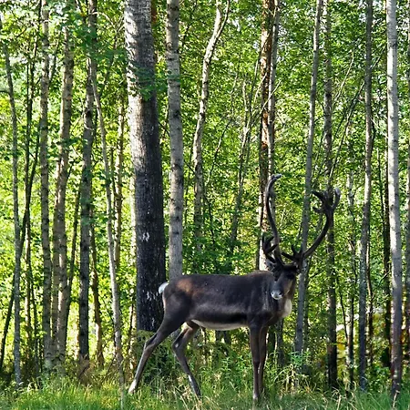 木屋 Sky - Sleeping Under The Stars - Private 罗瓦涅米