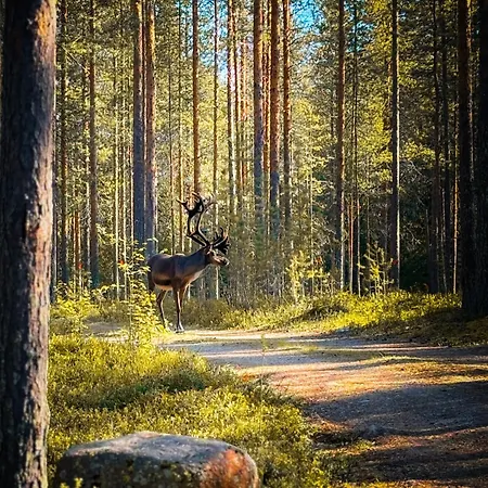 Sky - Sleeping Under The Stars - Private * Rovaniemi