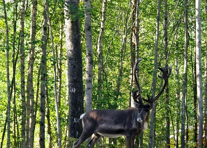 Шале Sky - Sleeping Under The Stars - Private Рованиеми