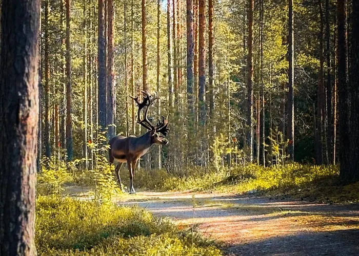 Sky - Sleeping Under The Stars - Private * Рованиеми